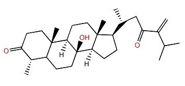 Erectasteroid B